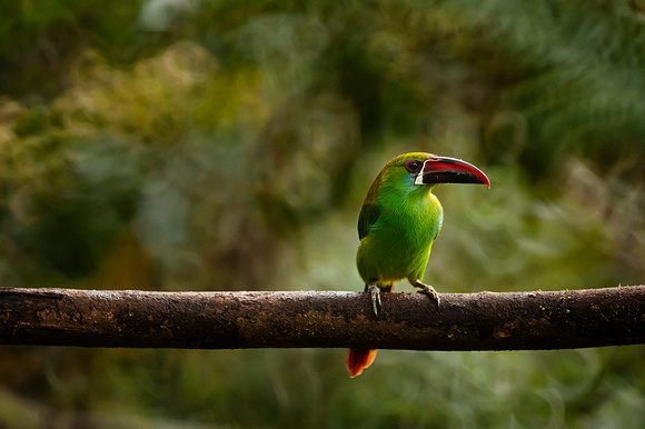 Aves de Colombia
